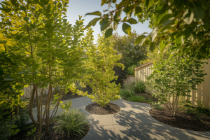 10 Arbres d'Ombrage pour Petit Jardin : Croissance Rapide et Plein Soleil