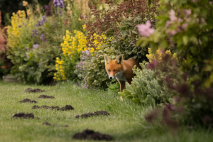 Crottes de Renard dans le Jardin : Comment les Identifier et s'en Débarrasser